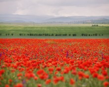 Krim und Mohn / ***