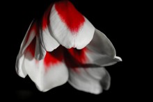 Tulpe / ***