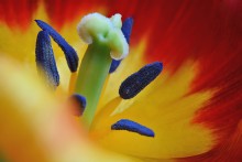 «Blumen» / ***