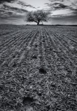 Lonely tree / ***