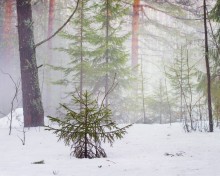 März Nebel / ***