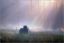 Morning Light / Early on a spring morning...