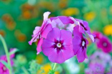 Blume / ***