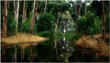 Eukalyptuswald / ***********