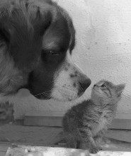 Suchen Sie ein Freund! / ***