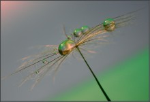 Dew-Tränen / ***