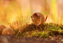 Dieser Pilz / ***