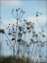 Grass Wiese / ***