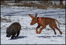 Auf der Jagd nach "Schwein" / ***