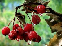Nach dem Regen / ***