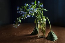 forget-me- / ***
