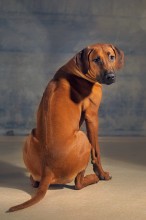 Rhodesian Ridgeback / ***