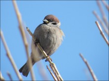 Spatz / ***