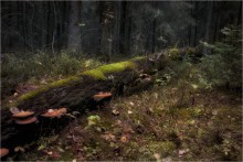 Allein mit Wald / ***