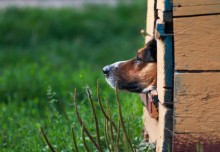 Lebensphilosophie Hundes / ***
