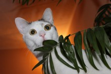 Katze / ***