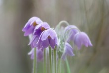 bescheidenen Blumen / ***