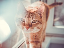 Katzen Foto / ***