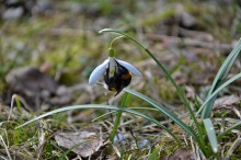 Frühling / ***
