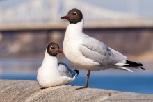 Elusive Seagull und seine Freundin / ***