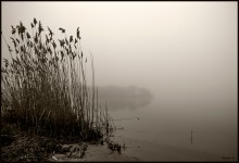 The fog / Swan pond