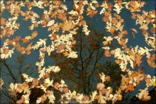 Herbst-Spiegel ... / ***