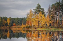 Autumn Gold 2 / ***