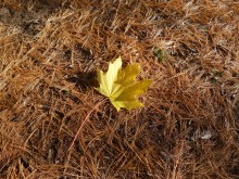 allein, ganz allein ... / .....