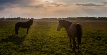 Abend-Landschaft / ***