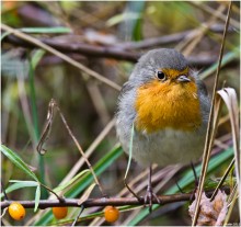 Robin Nummer 2 / ***