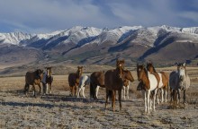 In Kurai Steppe / ***