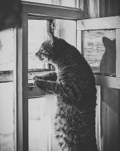Katzen Foto / ***