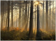 A summer morning i n the forest. / A sunny summer morning in the forest.