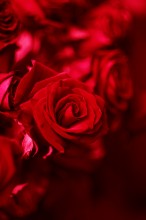 in rot / ***