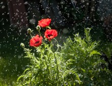 Mohn / ***