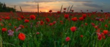 An der Schwelle des Sommers / ***