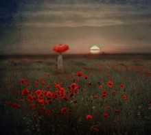 Poppy Sonnenuntergang / ***