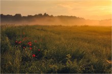 Morgen Mohn / ***