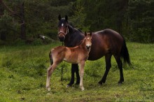 1. Juni. / ...