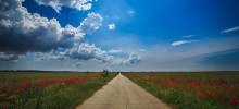 Roads Mohn / ***