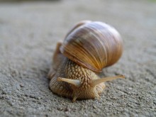Schnecke / ***