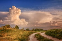 Homeward Bound / ***