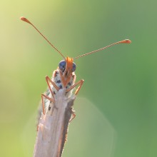 Abend Porträt / ---