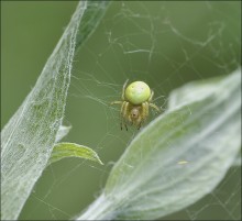 Unreife Früchte ... / ***