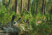 Northern Forest / ***