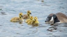 "mothership and her fleet" / Canadian geese