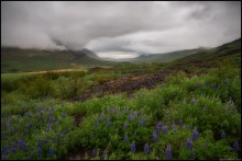 Landschaft mit Lupine / ***