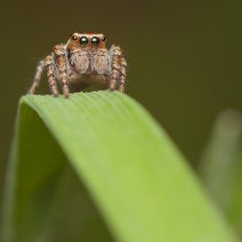 King of the Hill / ---