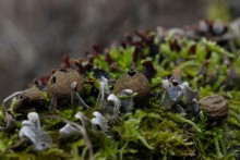 Pilz-Welt / ****