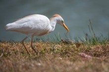 Cattle egret / ***